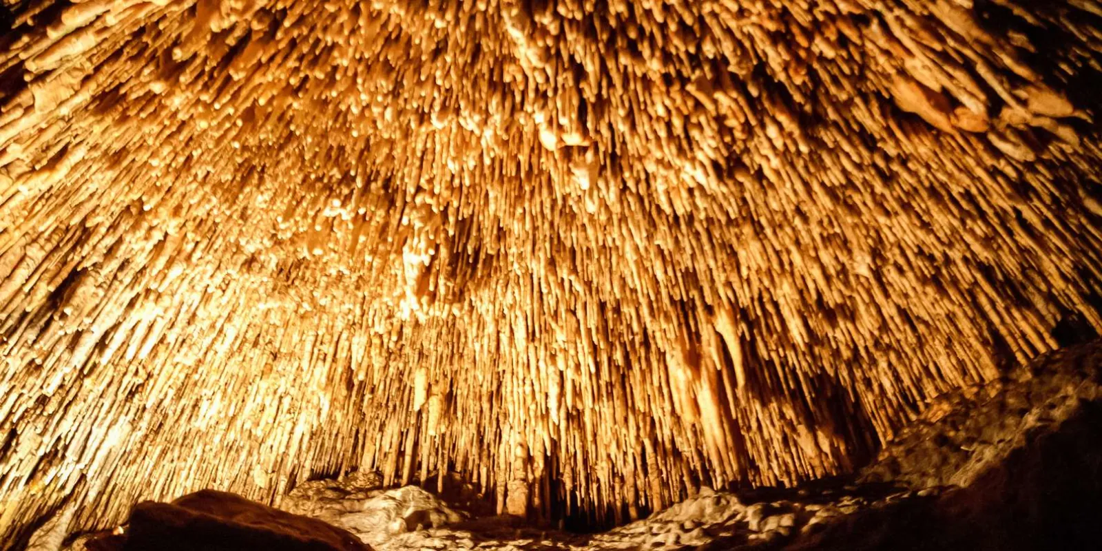 Caves of Drach golden stalactite canopy covering the entire cave ceiling in dense formation — Mallorca